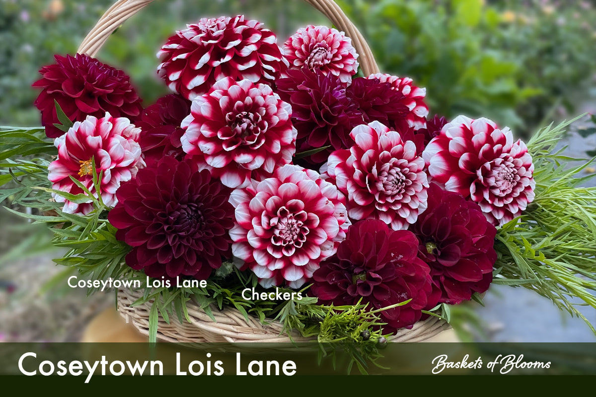 Coseytown Lois Lane, dahlia tuber