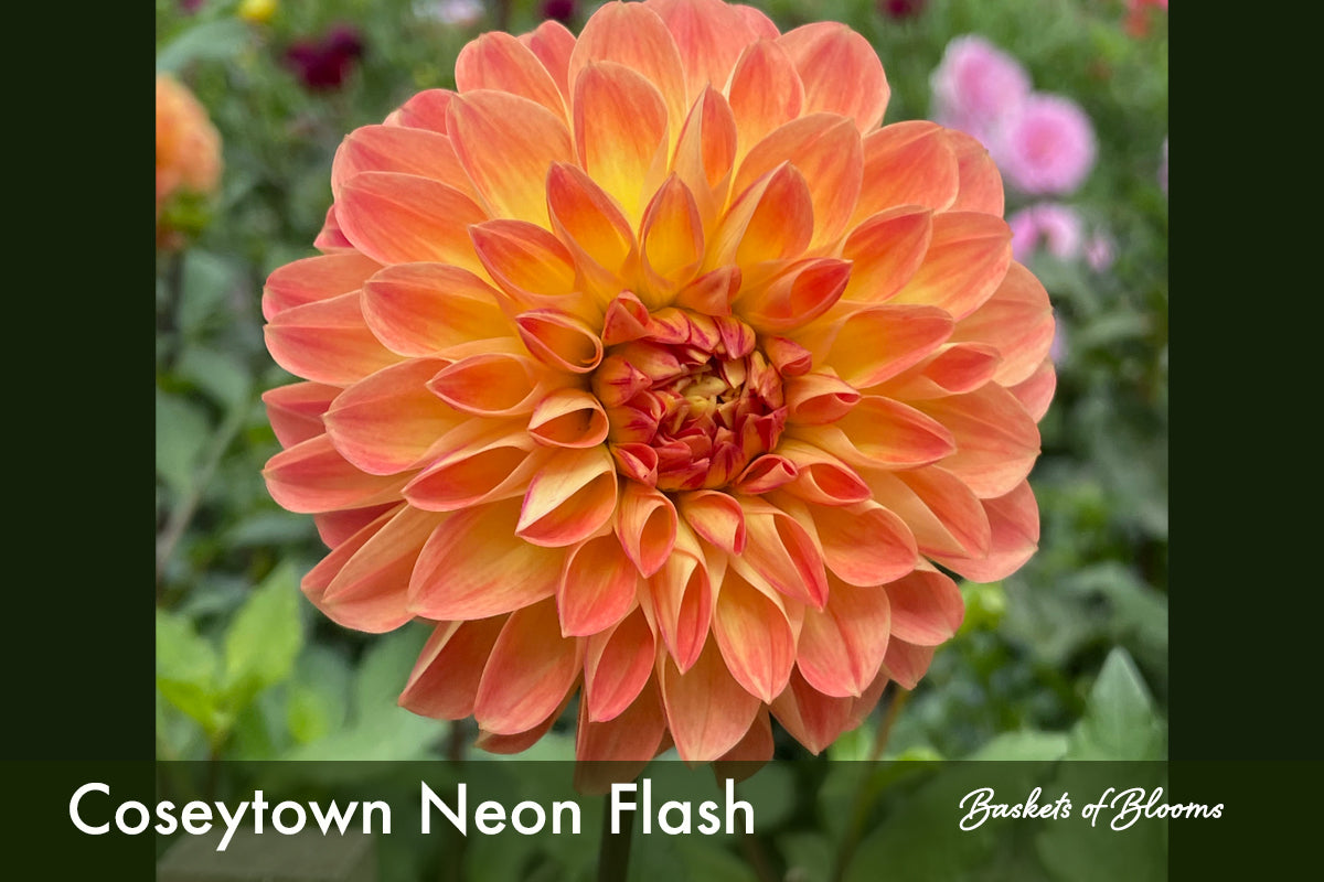 Coseytown Neon Flash — Cottage Blooms, dahlia, cut flower farm, bouquets