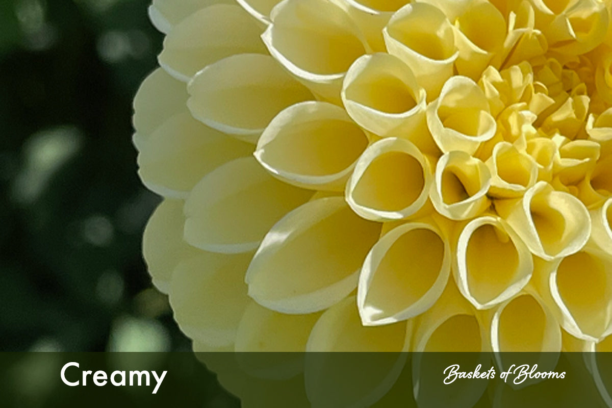 Creamy , dahlia tuber