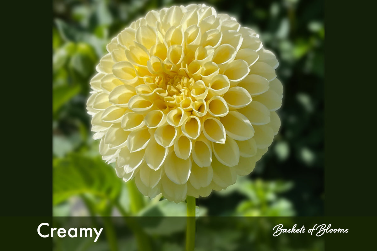 Creamy , dahlia tuber