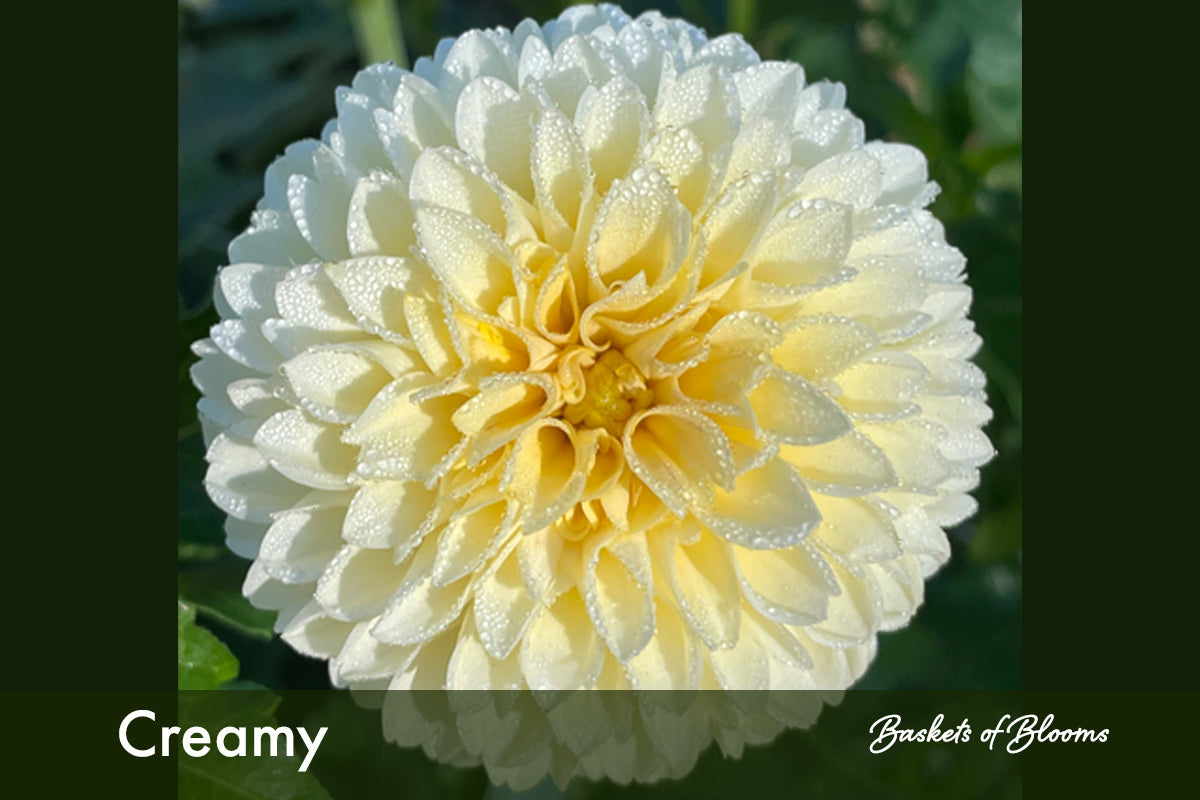 Creamy , dahlia tuber