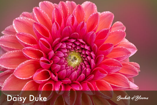 Daisy Duke, dahlia tuber