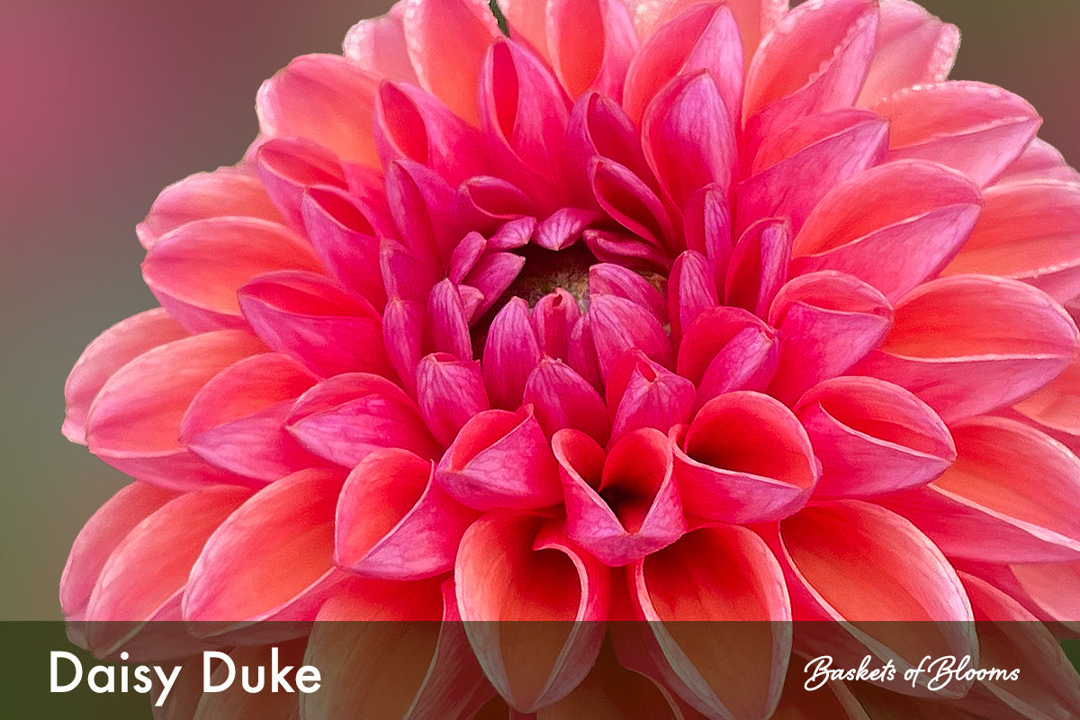 Daisy Duke, dahlia tuber