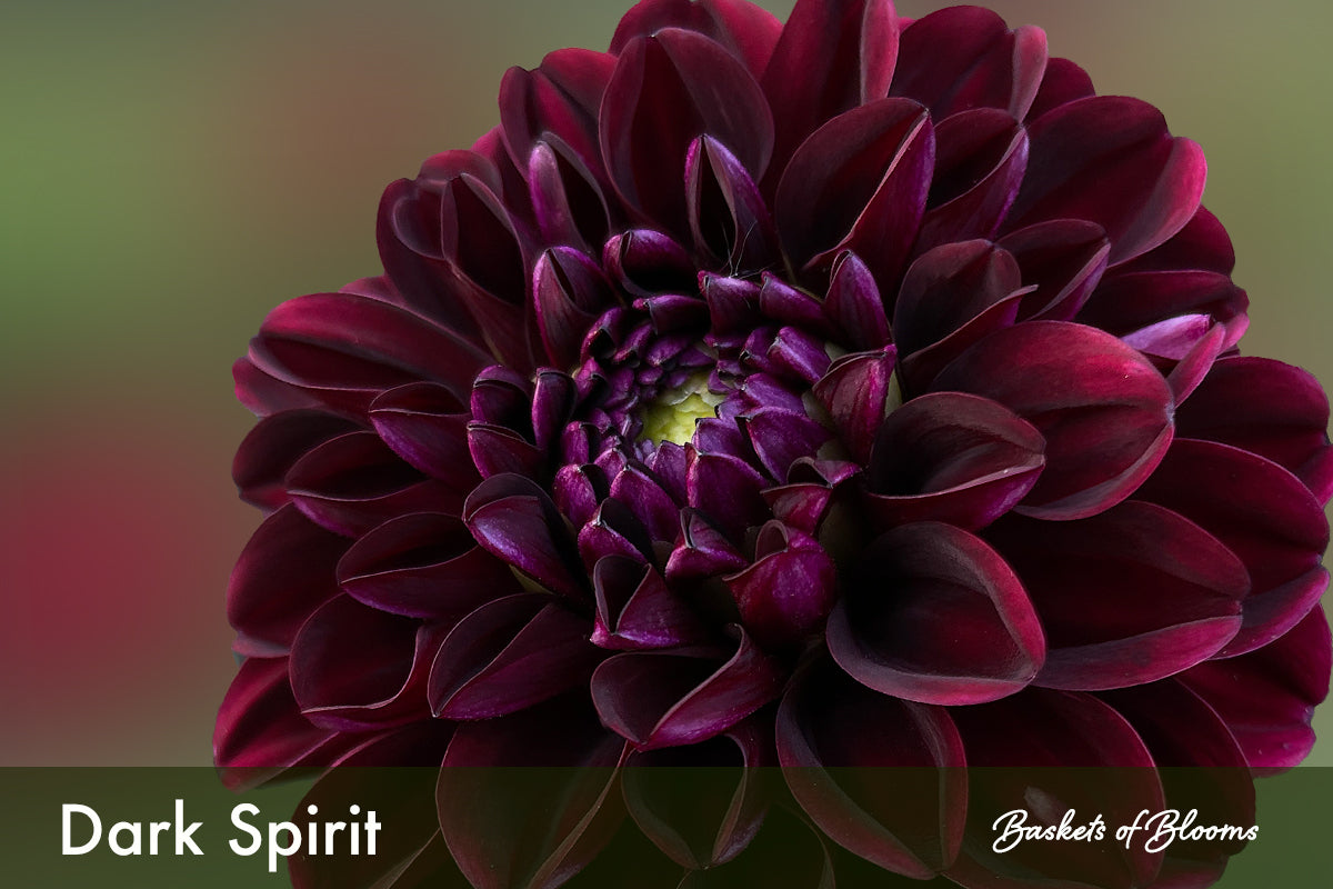 Dark Spirit, dahlia tuber