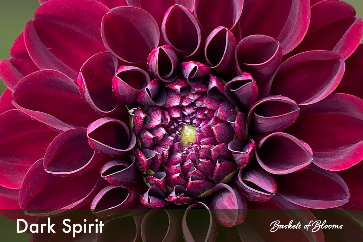 Dark Spirit, dahlia tuber