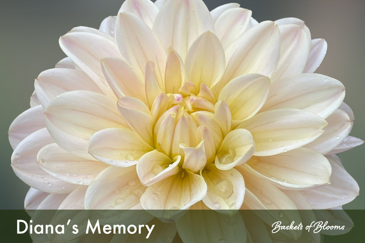 Diana's Memory, dahlia tuber