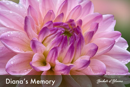 Diana's Memory, dahlia tuber