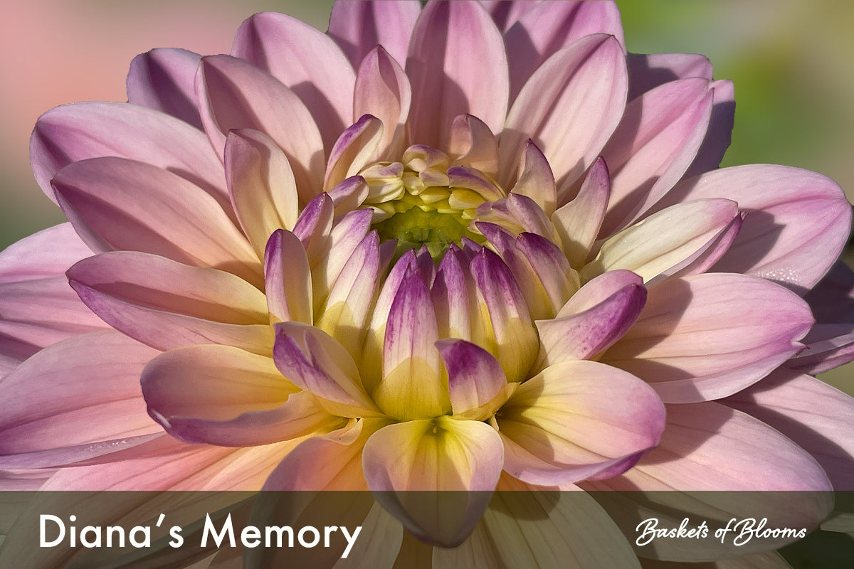 Diana's Memory, dahlia tuber