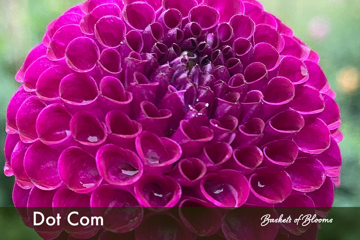 Dot Com, dahlia tuber