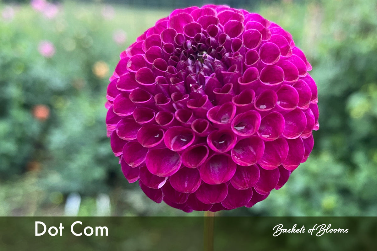 Dot Com, dahlia tuber