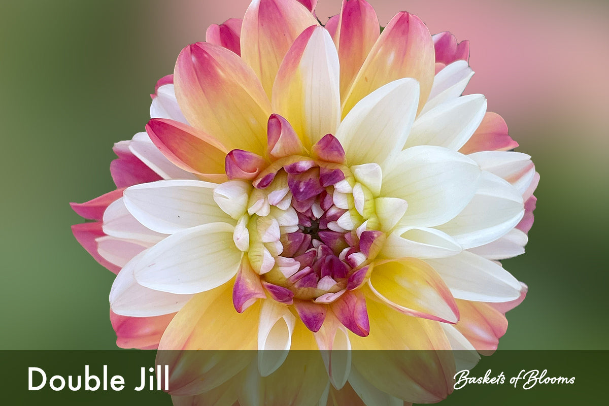 Double Jill, dahlia tuber