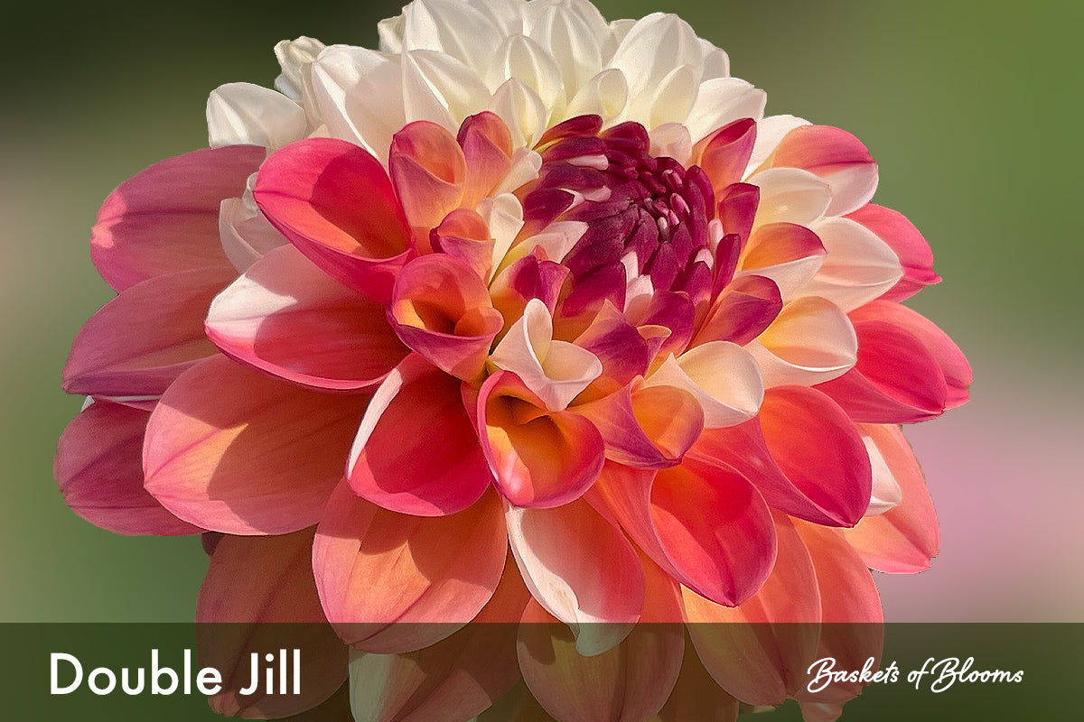 Double Jill, dahlia tuber