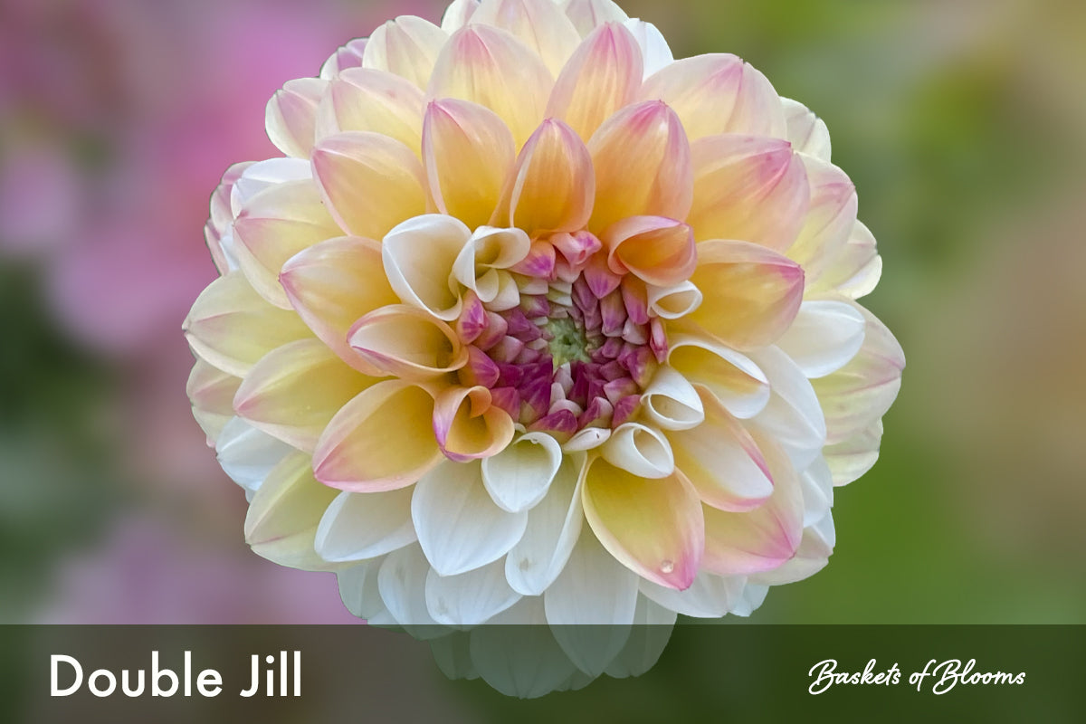 Double Jill, dahlia tuber