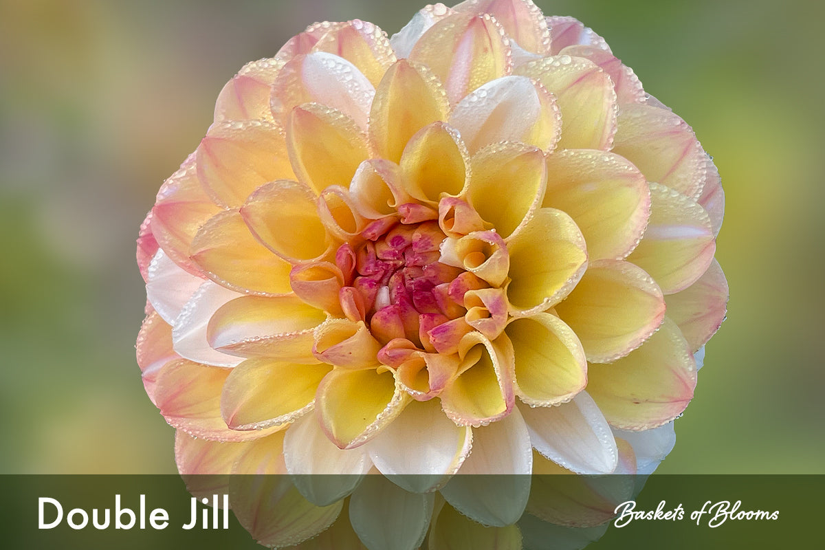 Double Jill, dahlia tuber