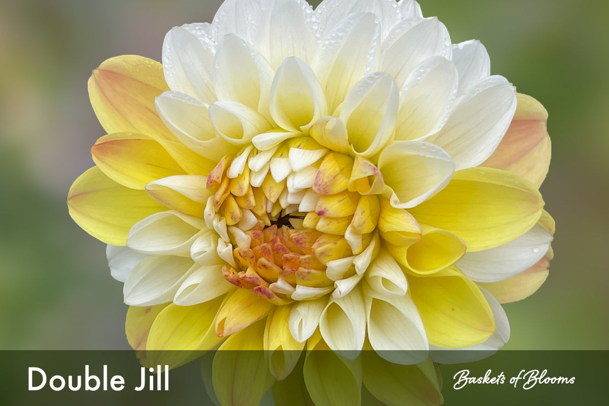 Double Jill, dahlia tuber