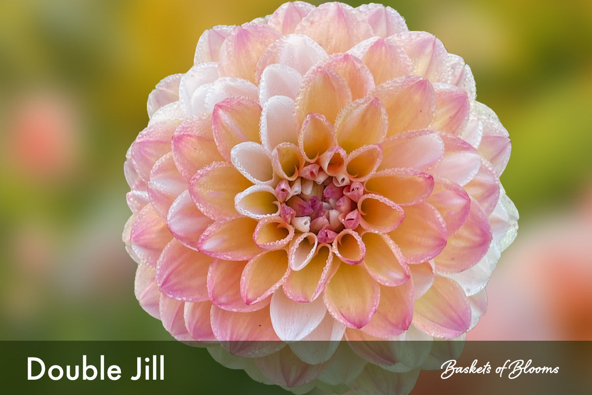 Double Jill, dahlia tuber