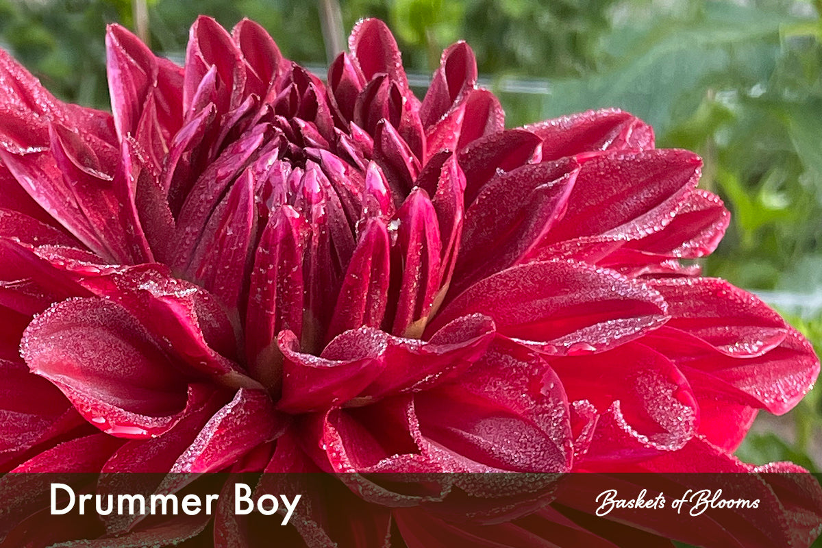 Drummer Boy, dahlia tuber