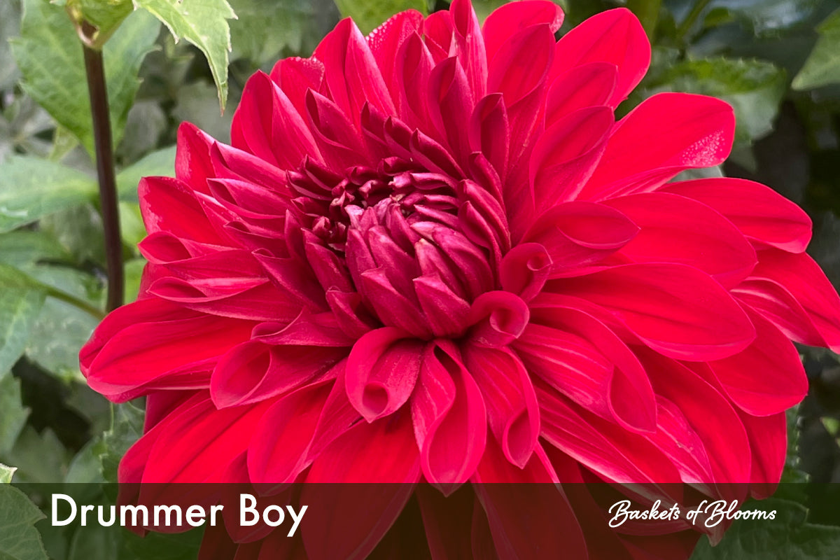 Drummer Boy, dahlia tuber