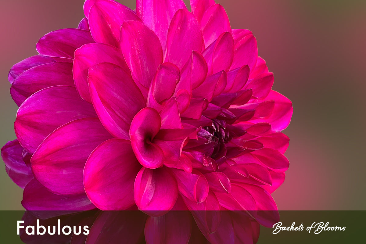 Fabulous, dahlia tuber