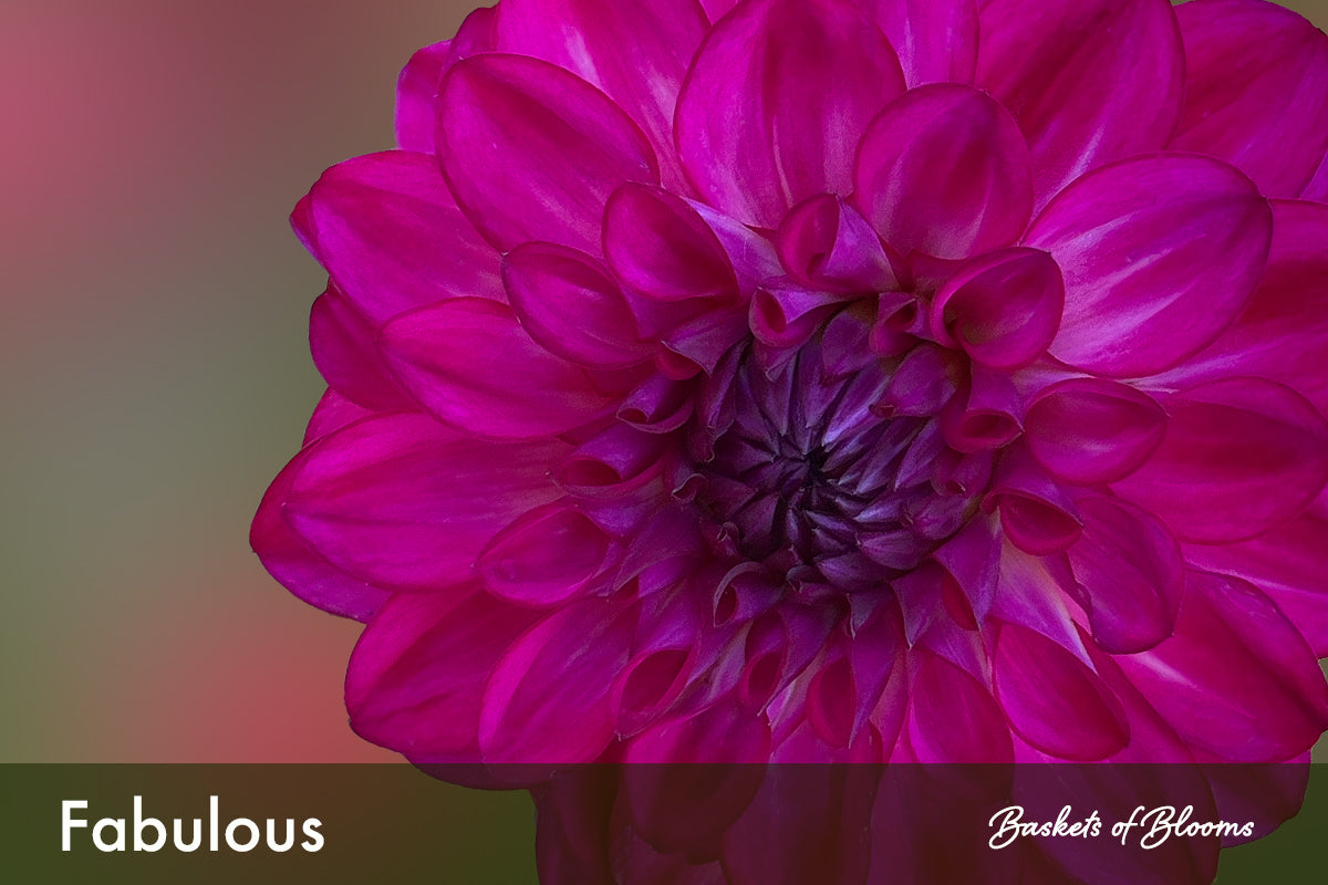 Fabulous, dahlia tuber