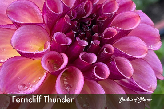 Ferncliff Thunder, dahlia tuber