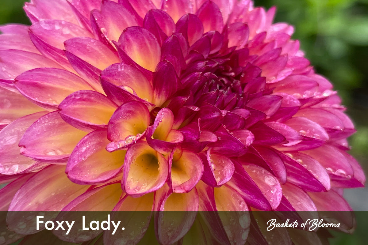 Foxy Lady., dahlia tuber