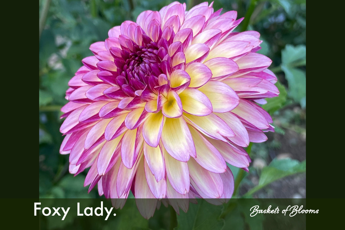 Foxy Lady., dahlia tuber