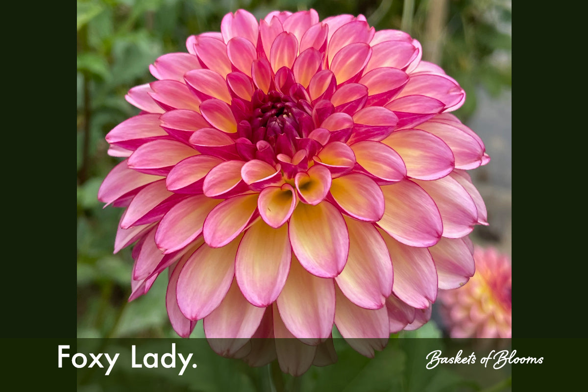 Foxy Lady., dahlia tuber