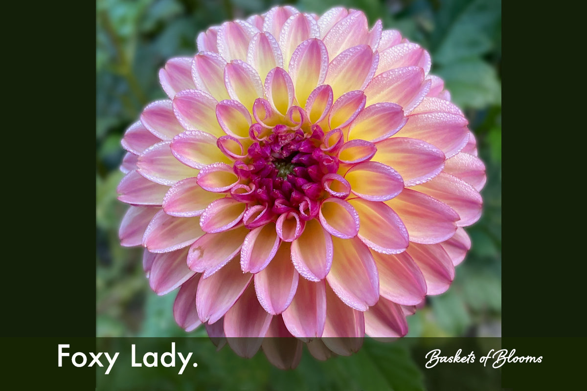 Foxy Lady., dahlia tuber