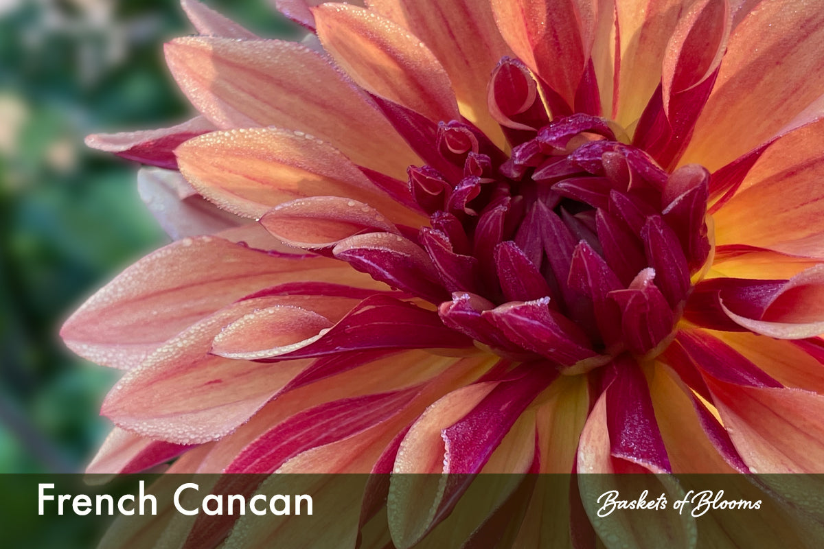 French Cancan, dahlia tuber