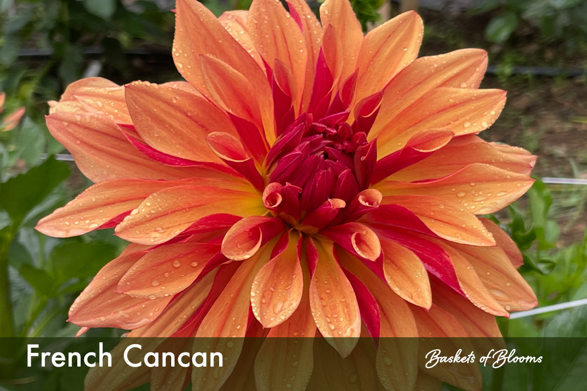 French Cancan, dahlia tuber