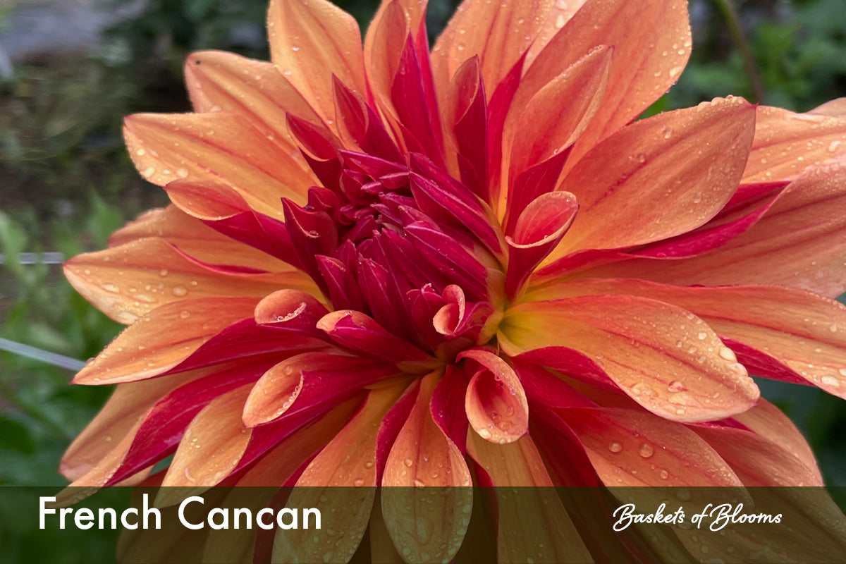 French Cancan, dahlia tuber