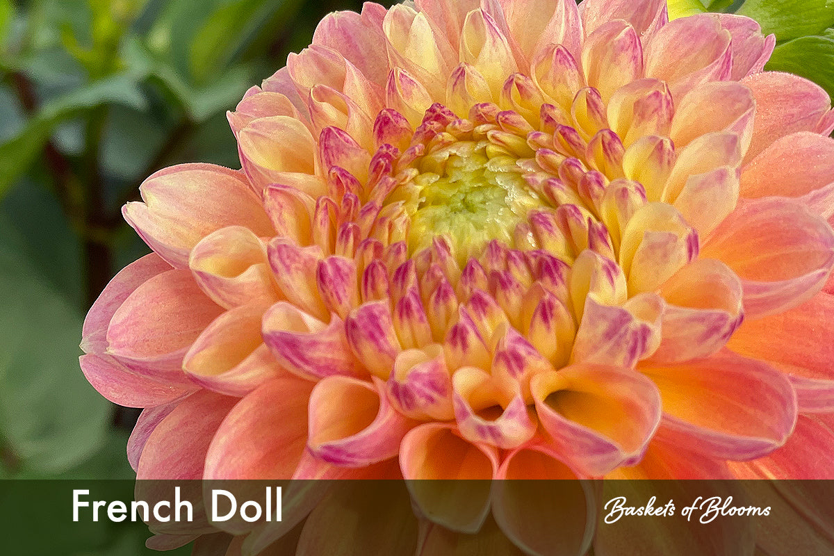 French Doll, dahlia tuber