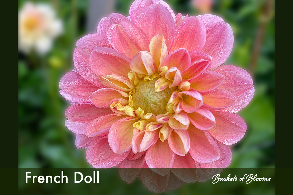 French Doll, dahlia tuber