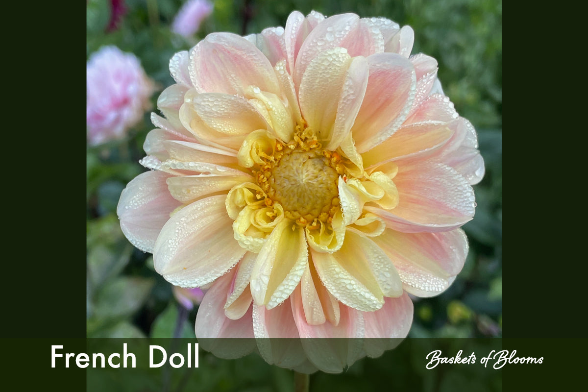 French Doll, dahlia tuber