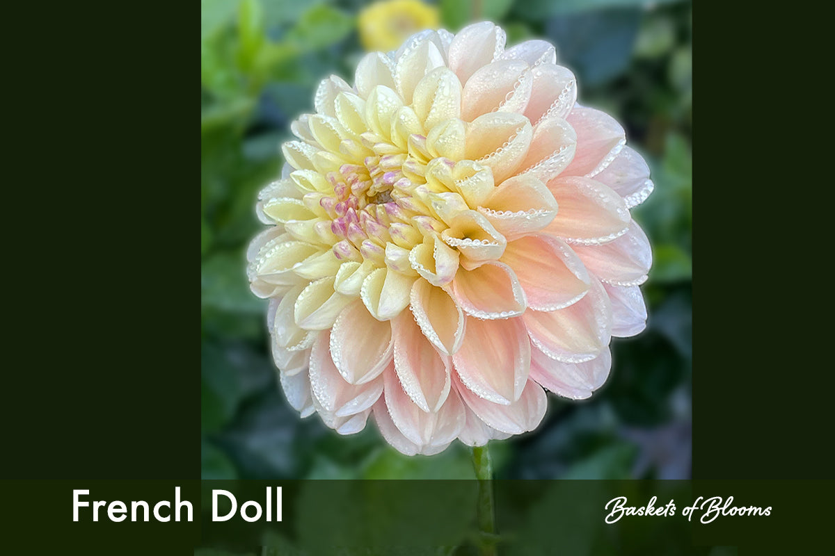 French Doll, dahlia tuber