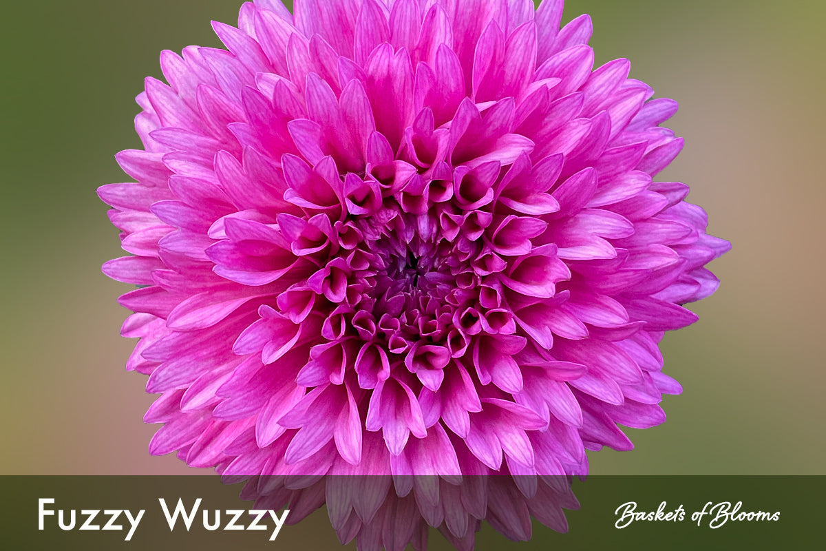 Fuzzy Wuzzy, dahlia tuber