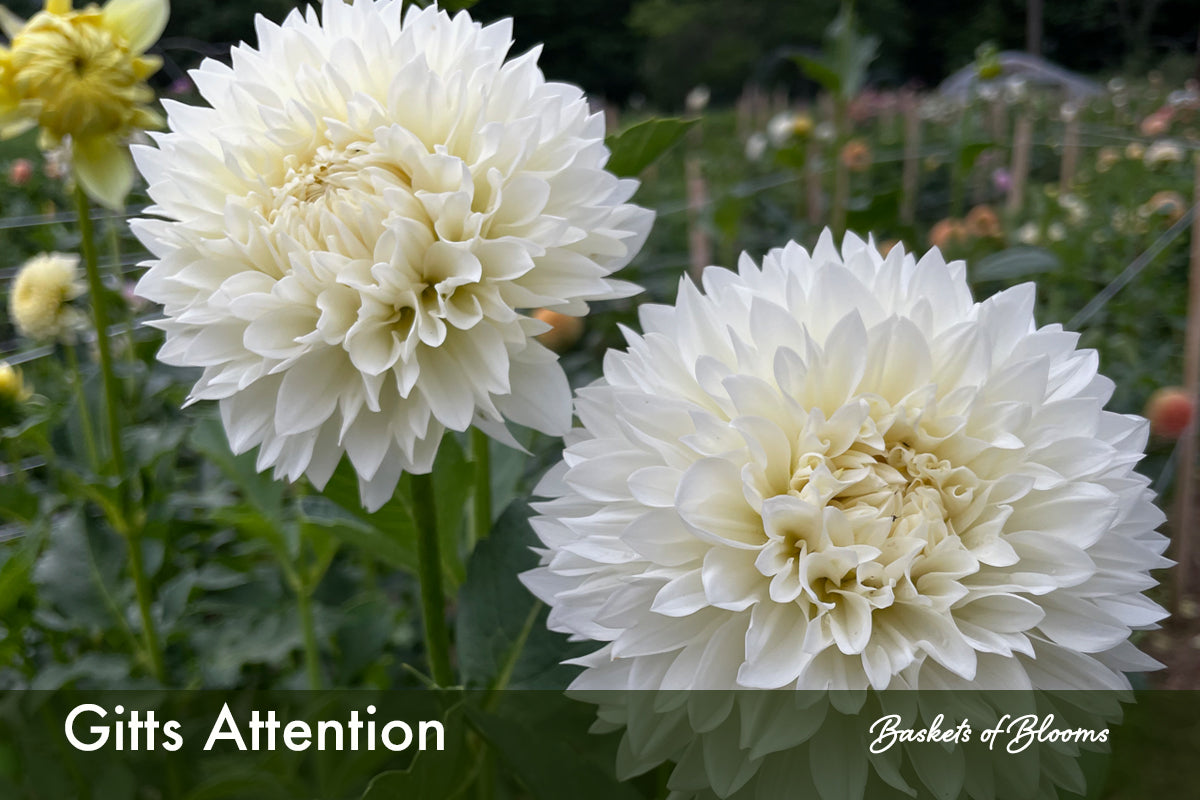 Gitts Attention, dahlia tuber