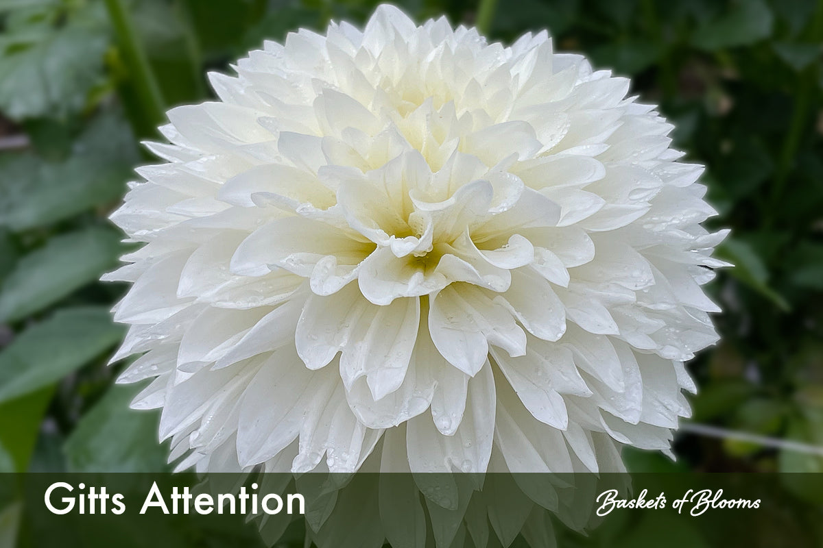 Gitts Attention, dahlia tuber