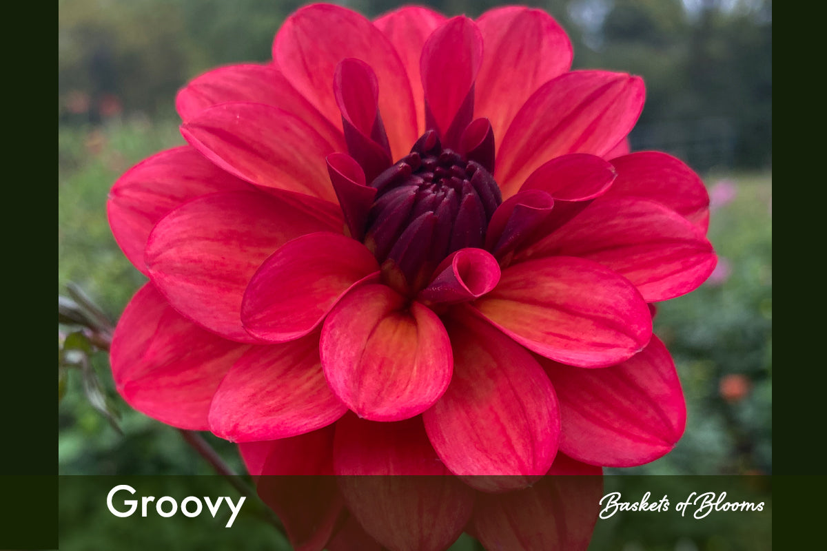 Groovy, dahlia tuber