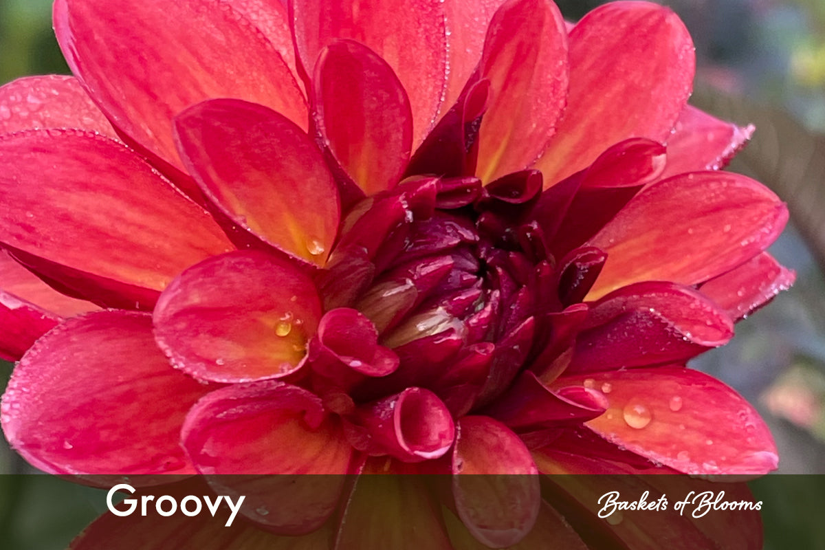 Groovy, dahlia tuber