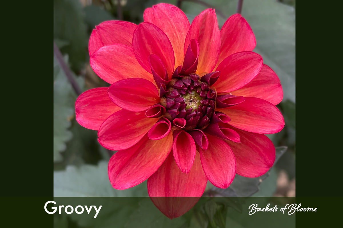 Groovy, dahlia tuber