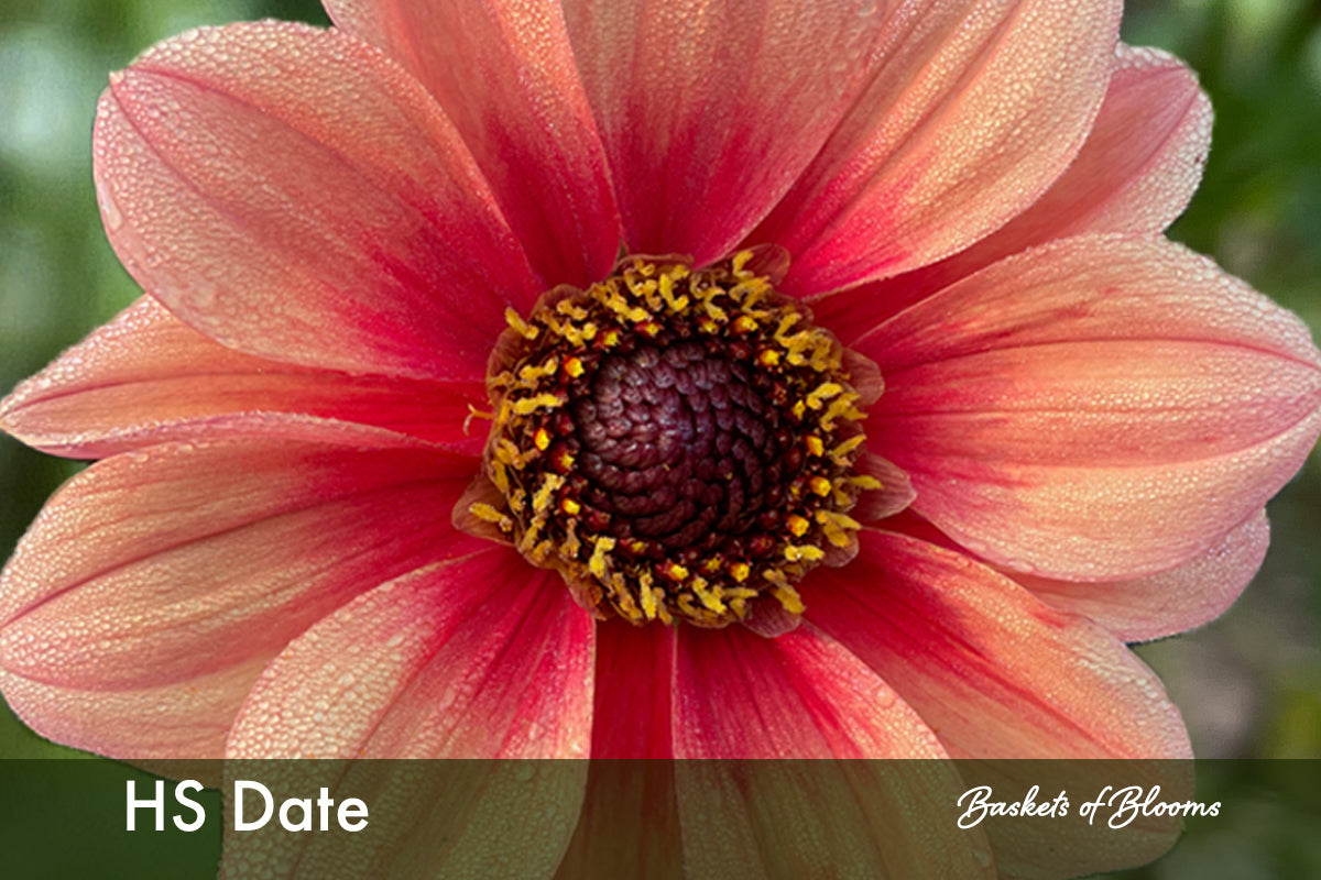 HS Date, dahlia tuber