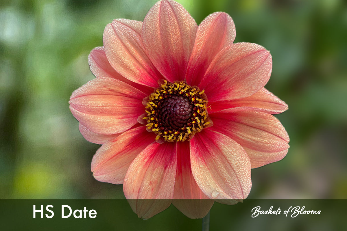 HS Date, dahlia tuber