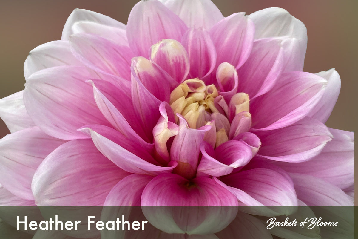 Heather Feather, dahlia tuber