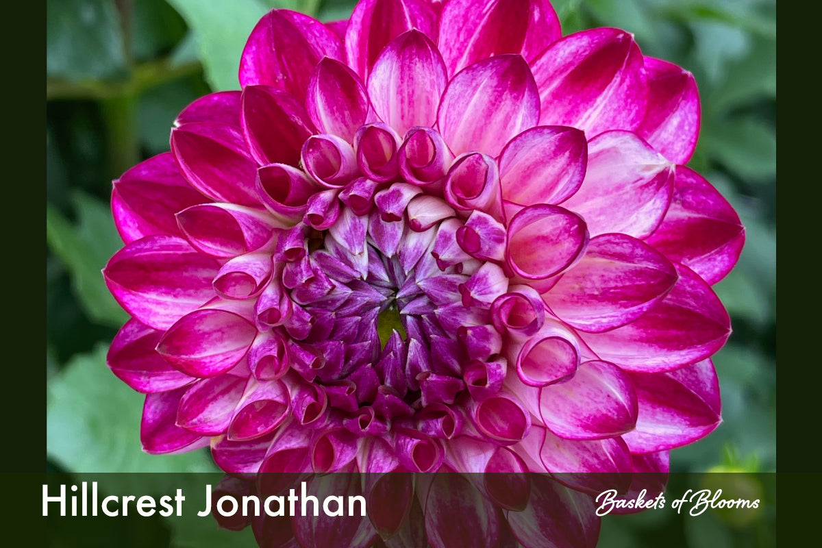 Hillcrest Jonathan, dahlia tuber