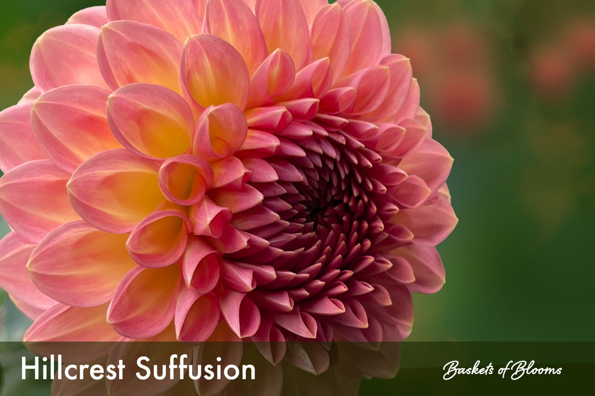 Hillcrest Suffusion, dahlia tuber