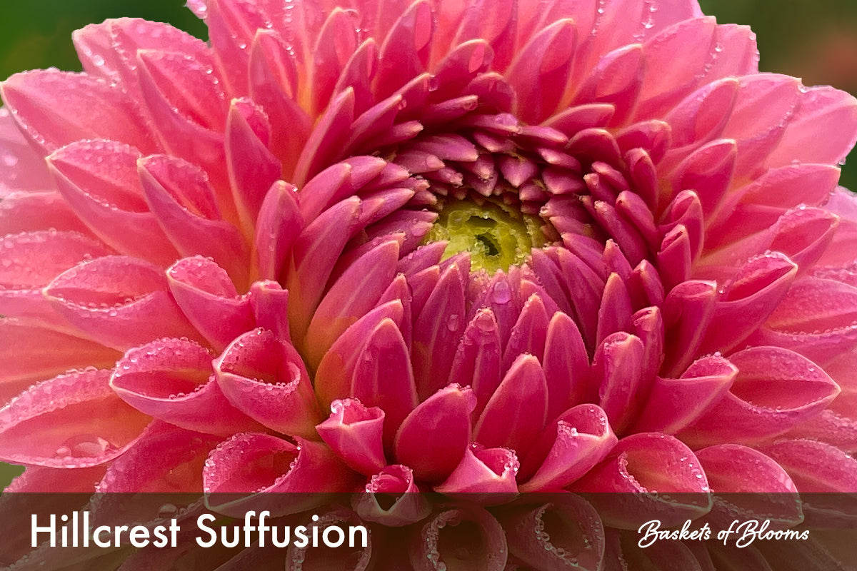 Hillcrest Suffusion, dahlia tuber