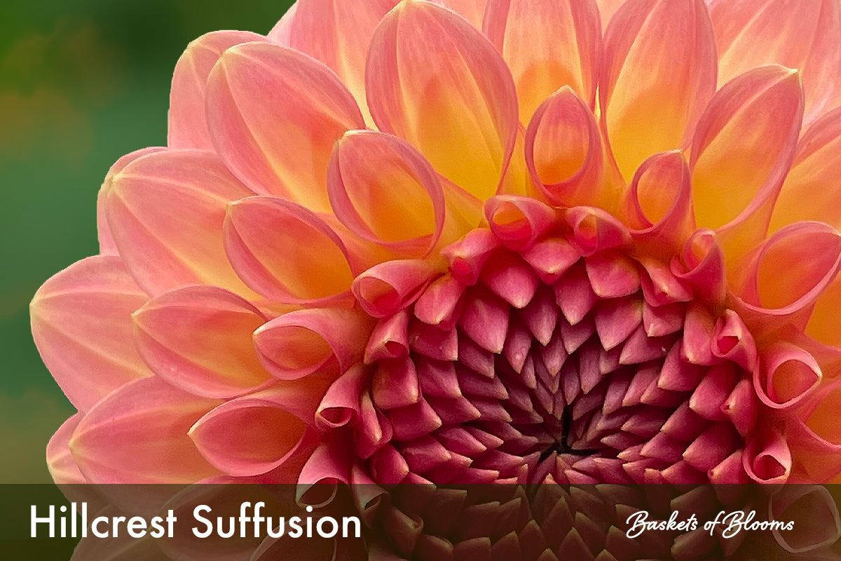 Hillcrest Suffusion, dahlia tuber