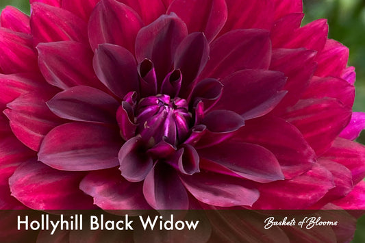 Hollyhill Black Widow, dahlia tuber